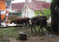 Bukan Hanya Beruang yang berkeliaran cari Makanan, Sapi Juga Berkeliaran depan Perkantoran di Merangin