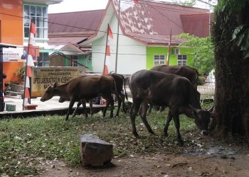 Bukan Hanya Beruang yang berkeliaran cari Makanan, Sapi Juga Berkeliaran depan Perkantoran di Merangin