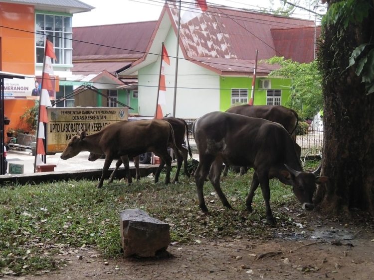 Bukan Hanya Beruang yang berkeliaran cari Makanan, Sapi Juga Berkeliaran depan Perkantoran di Merangin