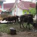Bukan Hanya Beruang yang berkeliaran cari Makanan, Sapi Juga Berkeliaran depan Perkantoran di Merangin