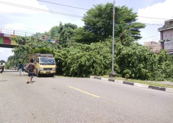 Pohon di dekat Jembatan Layang Kabupaten Merangin Roboh, Mobil Tertimpa dan Menghalangi Jalan