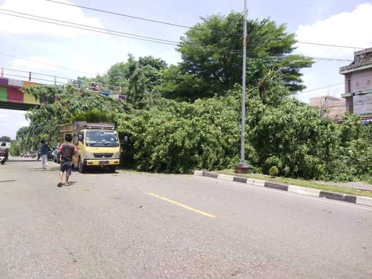 Pohon di dekat Jembatan Layang Kabupaten Merangin Roboh, Mobil Tertimpa dan Menghalangi Jalan