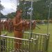 Wabup Muslimin Tanja Pimpin Apel Perdana