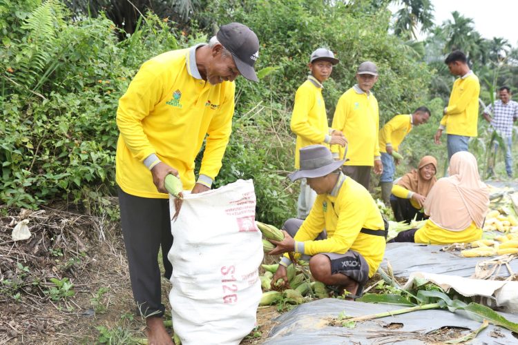 Sukses Panen Jagung dan Tomat, Petani Binaan Pertamina EP Jambi Field Siap Garap Lahan yang Lebih Luas
