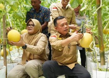 Gubernur Al Haris Panen Perdana Melon Premium di Tanjab Timur