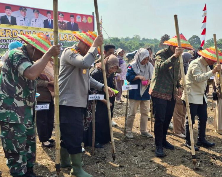 AKBP Wendi Oktariansyah S.I.K M.H Bersama Bupati Sarolangun Lakukan Tanam Padi Gogo Di Desa Tanjung Kecamatan BatinVIII