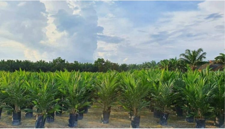 Pemkab Batanghari Akan Salurkan Bantuan Bibit Sawit Subsidi