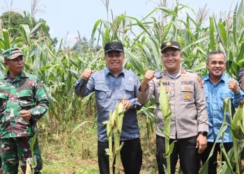 Wabup Katamso Hadiri Panen Serentak Kuartal III di Renah Mendaluh