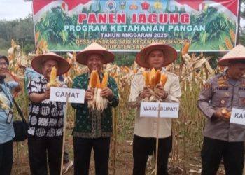 Panen Jagung Program Ketahanan Pangan Tahun Anggaran 2025 Desa Sendang Sari