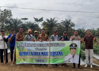 ‎Penanama Ketahan Pangan jagung Tahap II Di Desa Bukit Murau kecamatan Singkut