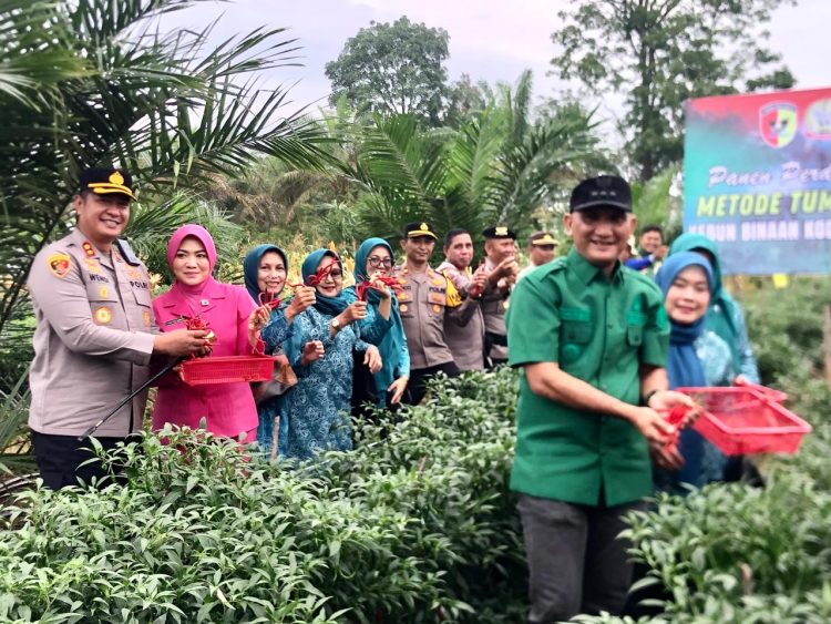‎Komitmen Dukung Ketahanan Pangan, Bupati Sarolangun, Kapolres dan Dandim Panen Raya Jagung, Cabe, Padi dan Semangka.