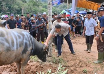 Bupati Merangin M Syukur Buka Tradisi Adat Mantai Kerbau Besamo di Desa Bukit Perentak