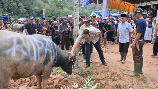 Bupati Merangin M Syukur Buka Tradisi Adat Mantai Kerbau Besamo di Desa Bukit Perentak