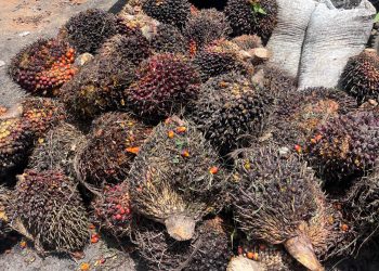 Sat Reskrim Polres Sarolangun Ungkap kasus Pencurian 1,4 Ton TBS di Perkebunan PT SAL