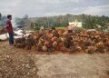 Harga Kelapa Sawit Baik TBS dan Brondolan di Merangin Turun Drastis