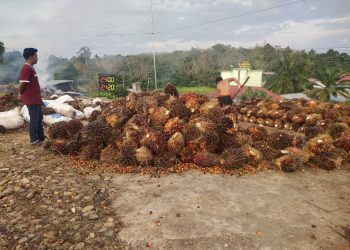 Harga Kelapa Sawit Baik TBS dan Brondolan di Merangin Turun Drastis