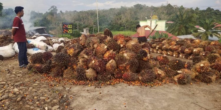 Harga Kelapa Sawit Baik TBS dan Brondolan di Merangin Turun Drastis