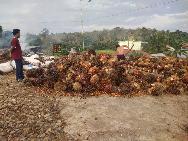 Harga Kelapa Sawit Baik TBS dan Brondolan di Merangin Turun Drastis