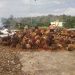 Harga Kelapa Sawit Baik TBS dan Brondolan di Merangin Turun Drastis
