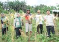 Wakil Ketua DPRD Kota Jambi Muhammad Yasir Dorong Penguatan Pertanian Rakyat Saat Panen Raya di Paal Lima