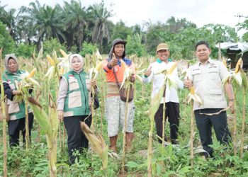 Wakil Ketua DPRD Kota Jambi Muhammad Yasir Dorong Penguatan Pertanian Rakyat Saat Panen Raya di Paal Lima
